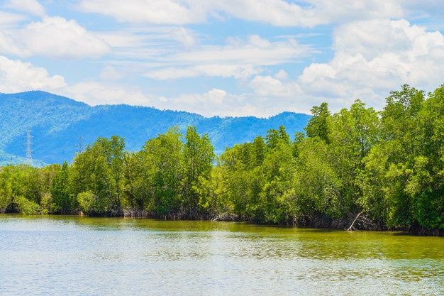 Hutan Mangrove Sungai Batanghari